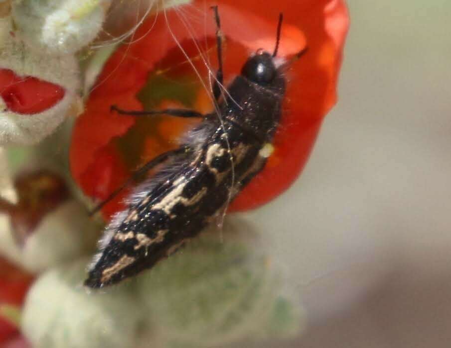 Image de Acmaeodera cuneata Fall 1899