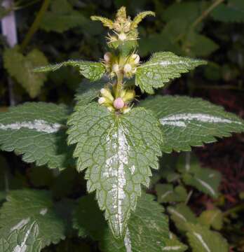 Image of spotted dead-nettle