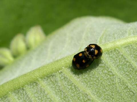 Image of Orange-spotted Lady Beetle