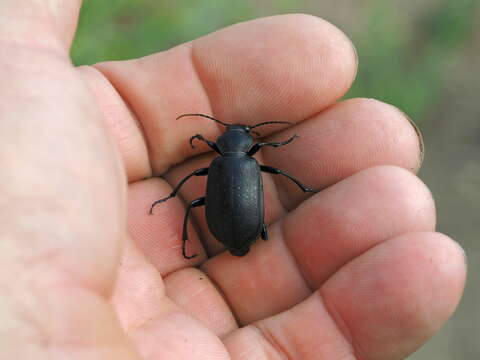 Imagem de Calosoma (Campalita) maderae (Fabricius 1775)