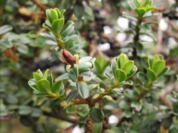 Image de Myrsine dependens (Ruiz & Pav.) Sprengel