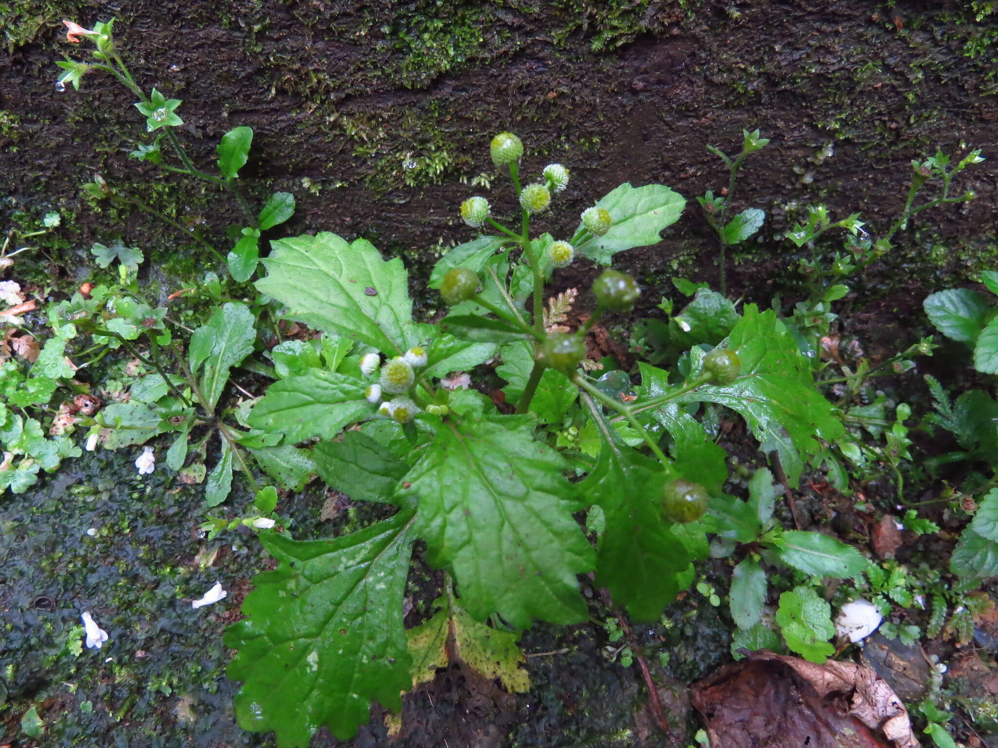 Image of Dichrocephala integrifolia (L. fil.) O. Kuntze