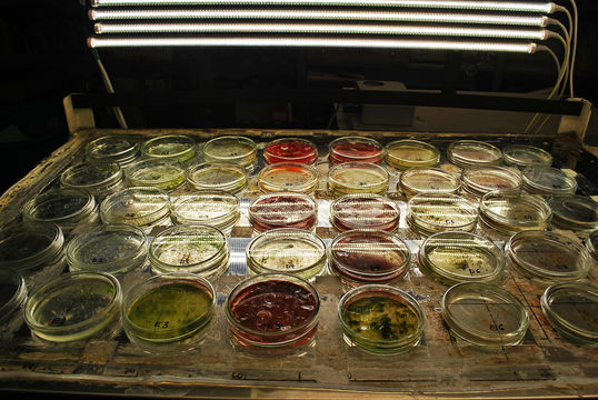 Image of <i>Haematococcus pluvialis</i> Flotow 1844