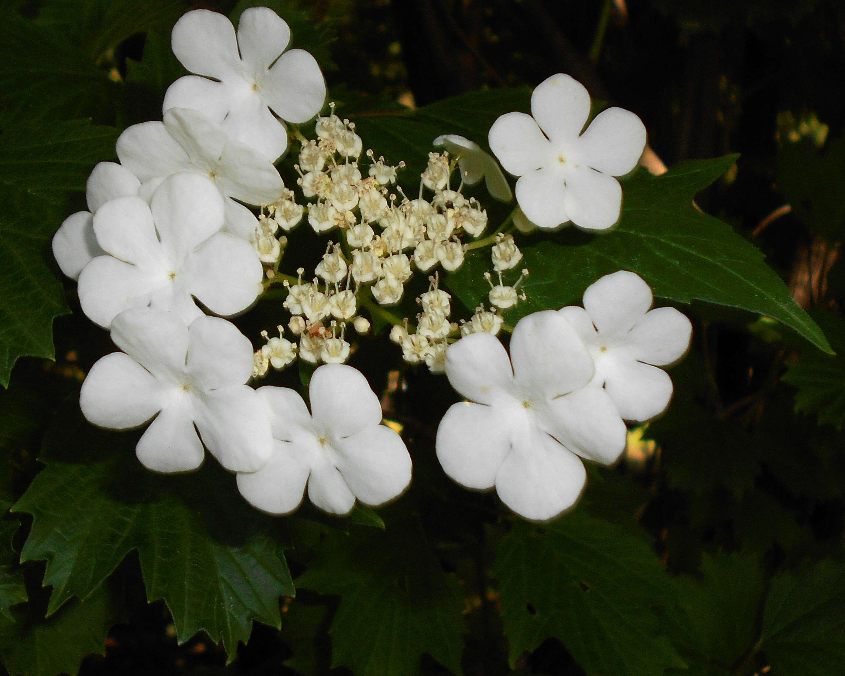 Image of Sargent's Viburnum