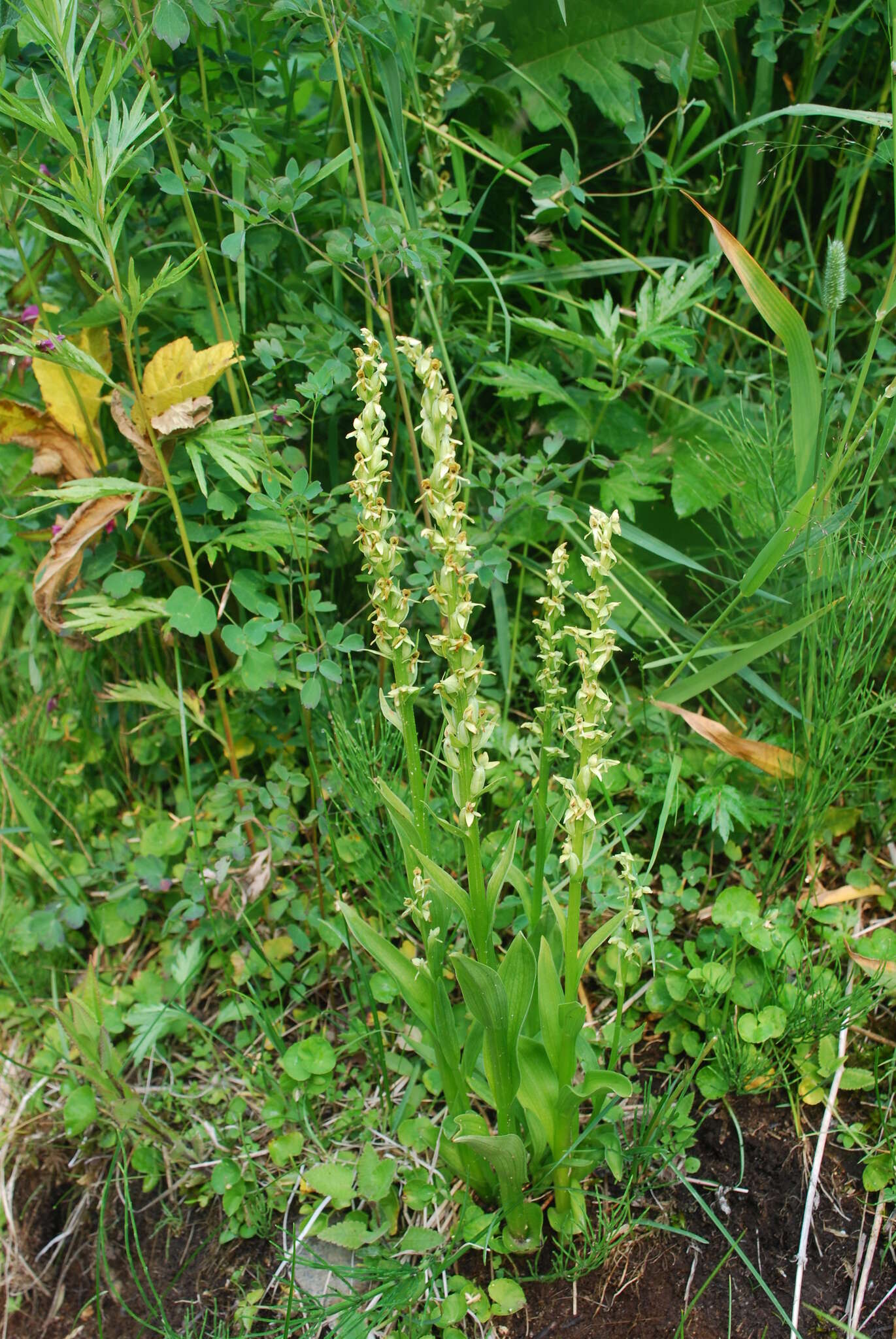 Image of Platanthera convallariifolia (Fisch. ex Lindl.) Lindl.