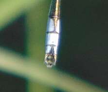 صورة Lestes unguiculatus Hagen 1861