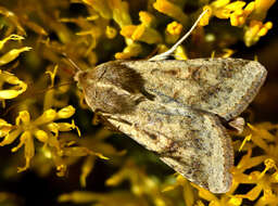 Image of Corn Earworm