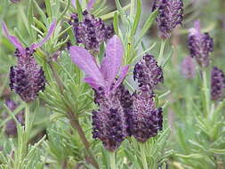 Image of French lavender