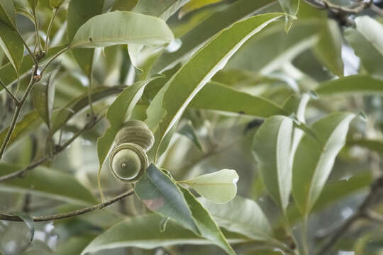 Image of Quercus hypophaea Hayata