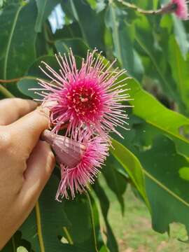 Image of Corymbia ptychocarpa (F. Müll.) K. D. Hill & L. A. S. Johnson