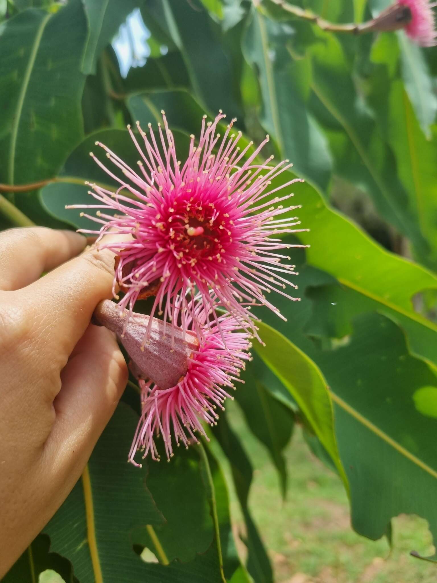 صورة Corymbia ptychocarpa (F. Müll.) K. D. Hill & L. A. S. Johnson