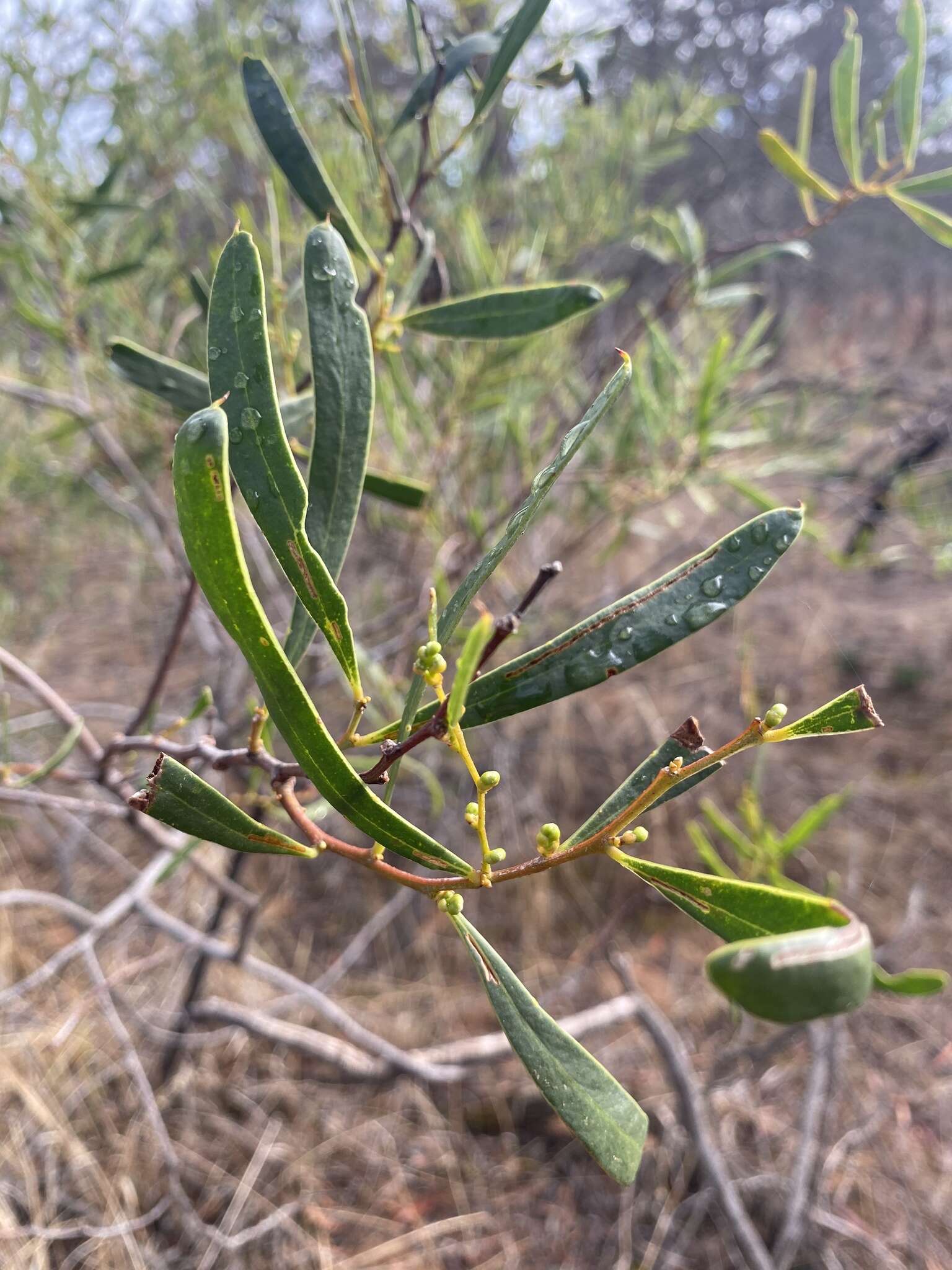 Image of acacia