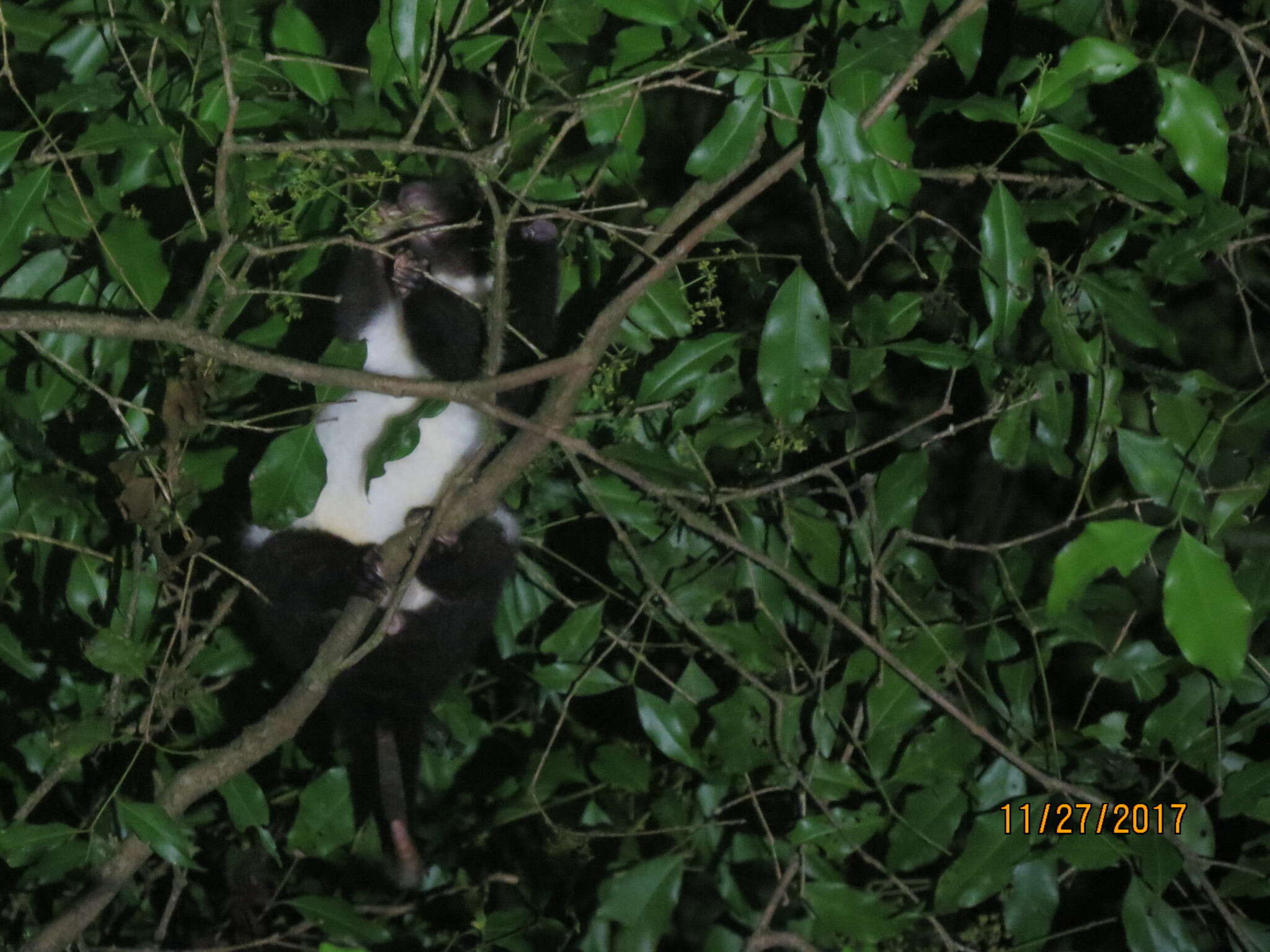 Image of Herbert River Ringtail Possum