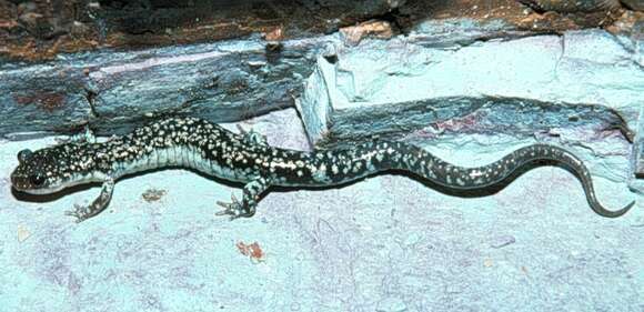 Image of Caddo Mountain Salamander