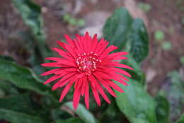 Image of Barberton daisy