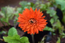 Image of Barberton daisy