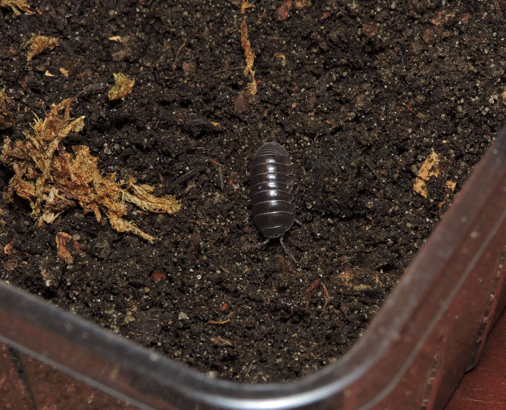 Image of Armadillidium badium Budde-Lund 1885