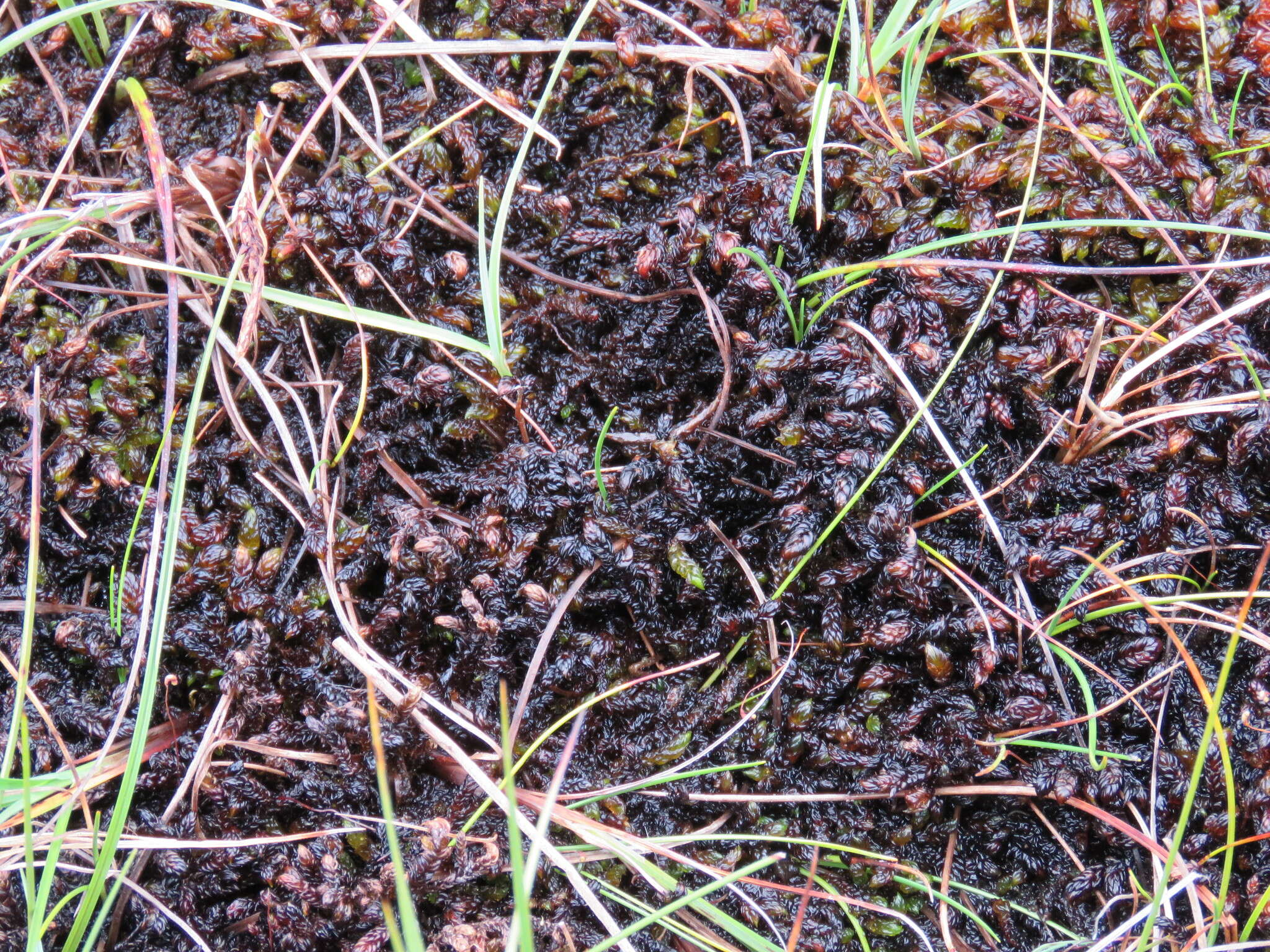 Image of Hooked Scorpion Moss