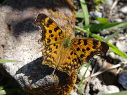 Слика од Polygonia c-aureum Linnaeus 1758