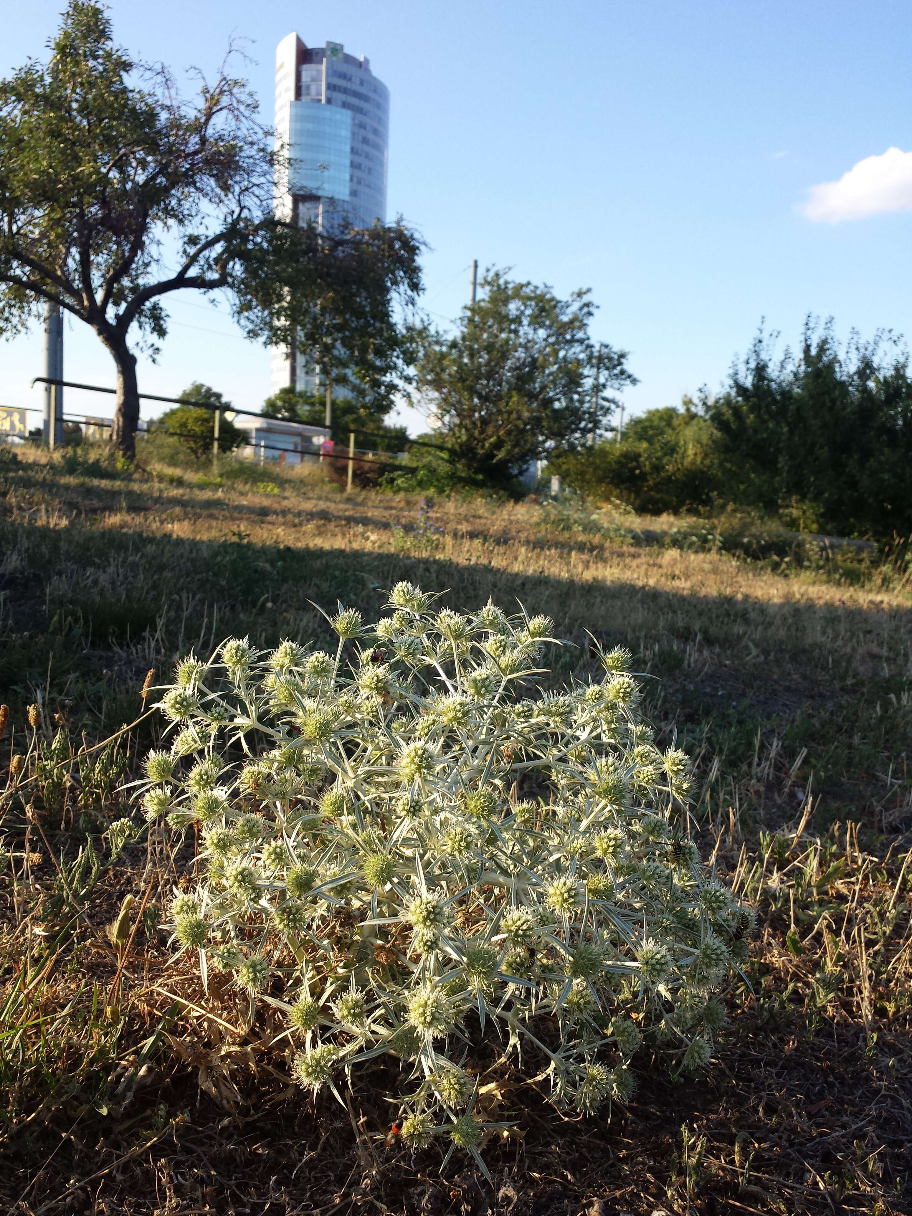 Eryngium campestre L. resmi