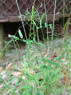 Imagem de Vicia tetrasperma (L.) Schreb.