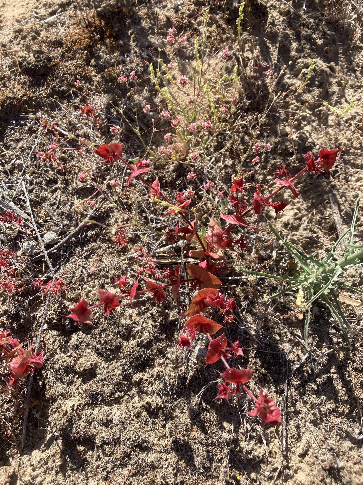 Mucronea perfoliata (A. Gray) A. Heller的圖片