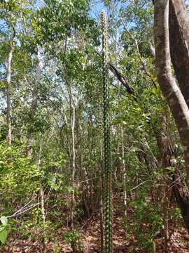 Image of Caribbean applecactus