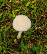 Image of Snowy Waxcap