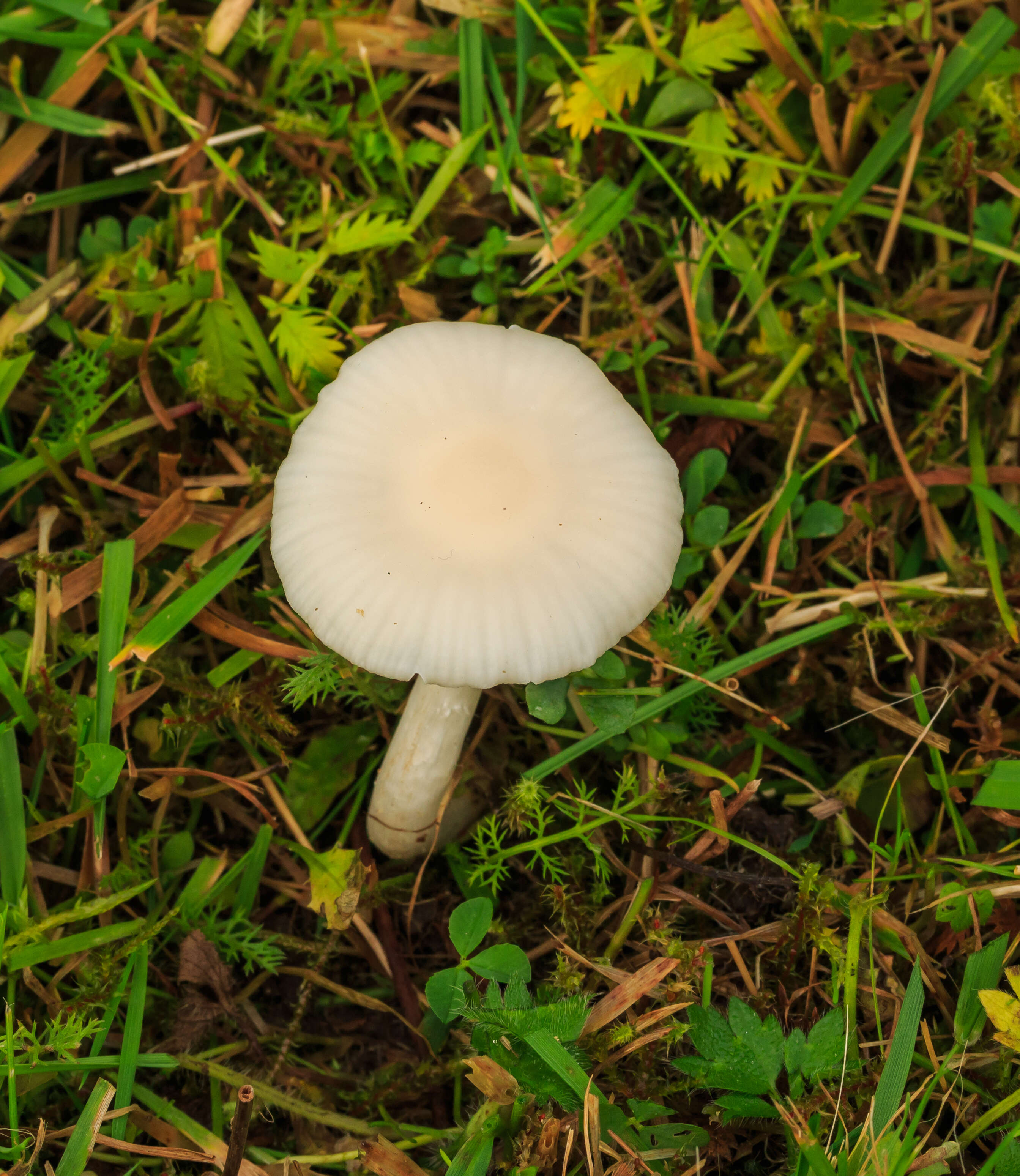 Image of Snowy Waxcap