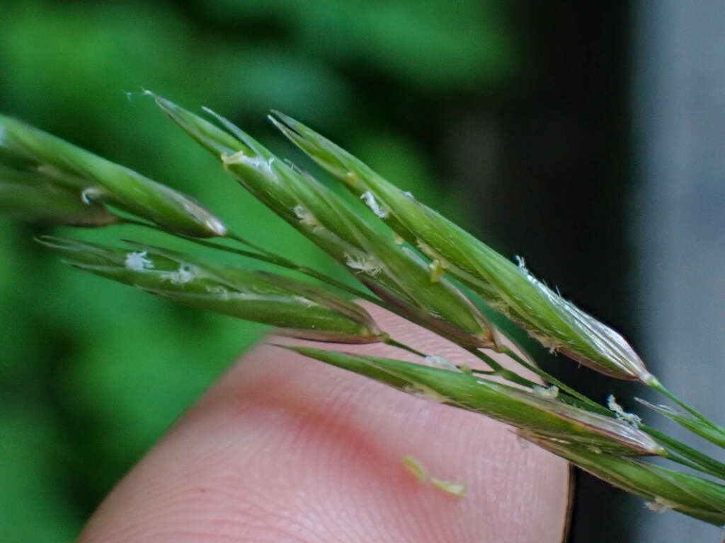 Image of Alaska oniongrass