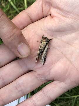 Image of Greater Swallow Prominent