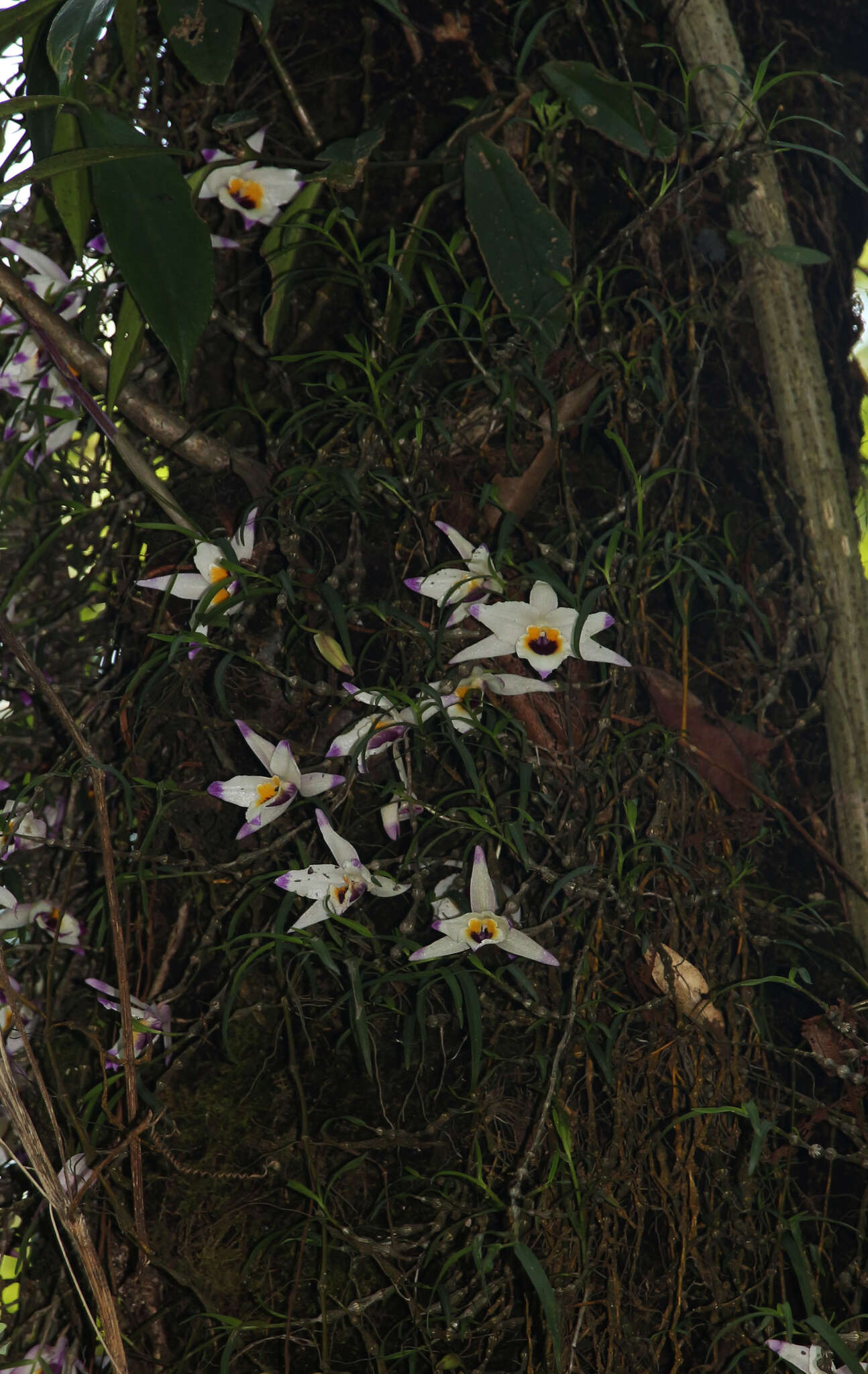 Imagem de Dendrobium falconeri Hook.