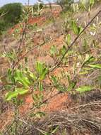 Acridocarpus excelsus A. Juss.的图像