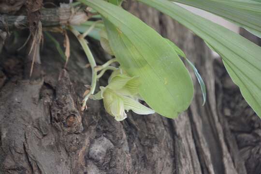 Image of Clowesia dodsoniana E. Aguirre