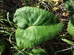 Слика од Phlomoides tuberosa (L.) Moench