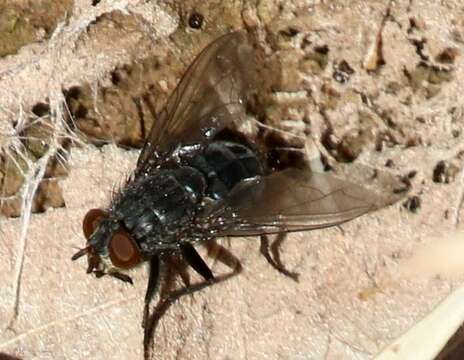 Image of Calliphora latifrons Hough 1899