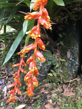 Image of Guzmania multiflora (André) André ex Mez