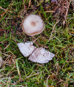 Image of Rhodocollybia butyracea (Bull.) Lennox 1979