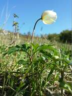 Image of Snowdrop Anemone