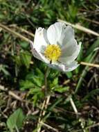 Image of Snowdrop Anemone