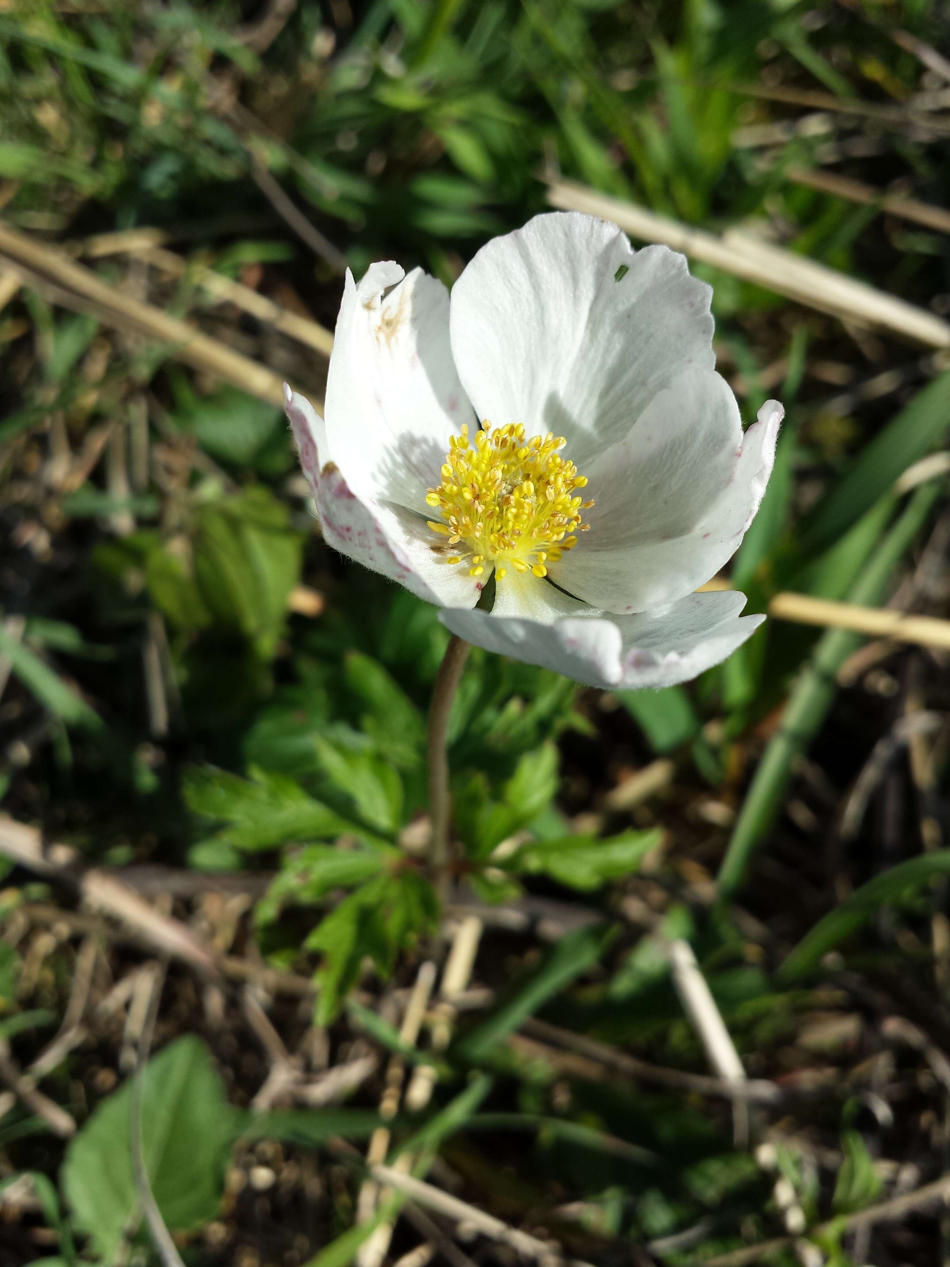 Image of Snowdrop Anemone