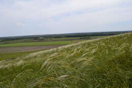 Imagem de Stipa rubens P. A. Smirn.