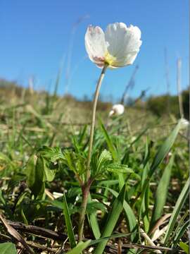 Image of Snowdrop Anemone