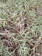 Image of molasses grass