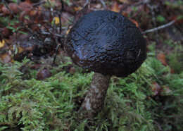 Image of Amanita nigrescens G. Stev. 1962