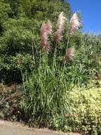 Cortaderia jubata (Lemoine) Stapf的圖片