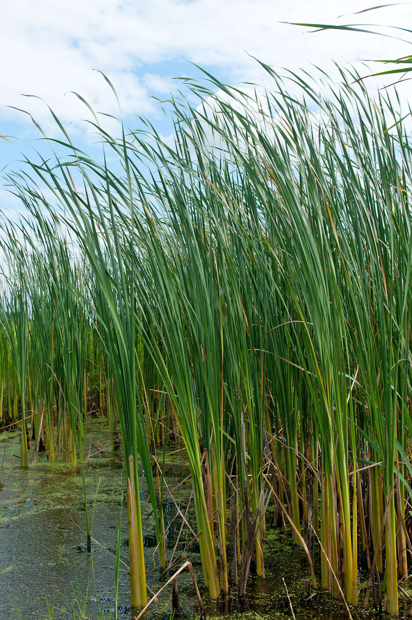 Image of Lesser Bulrush