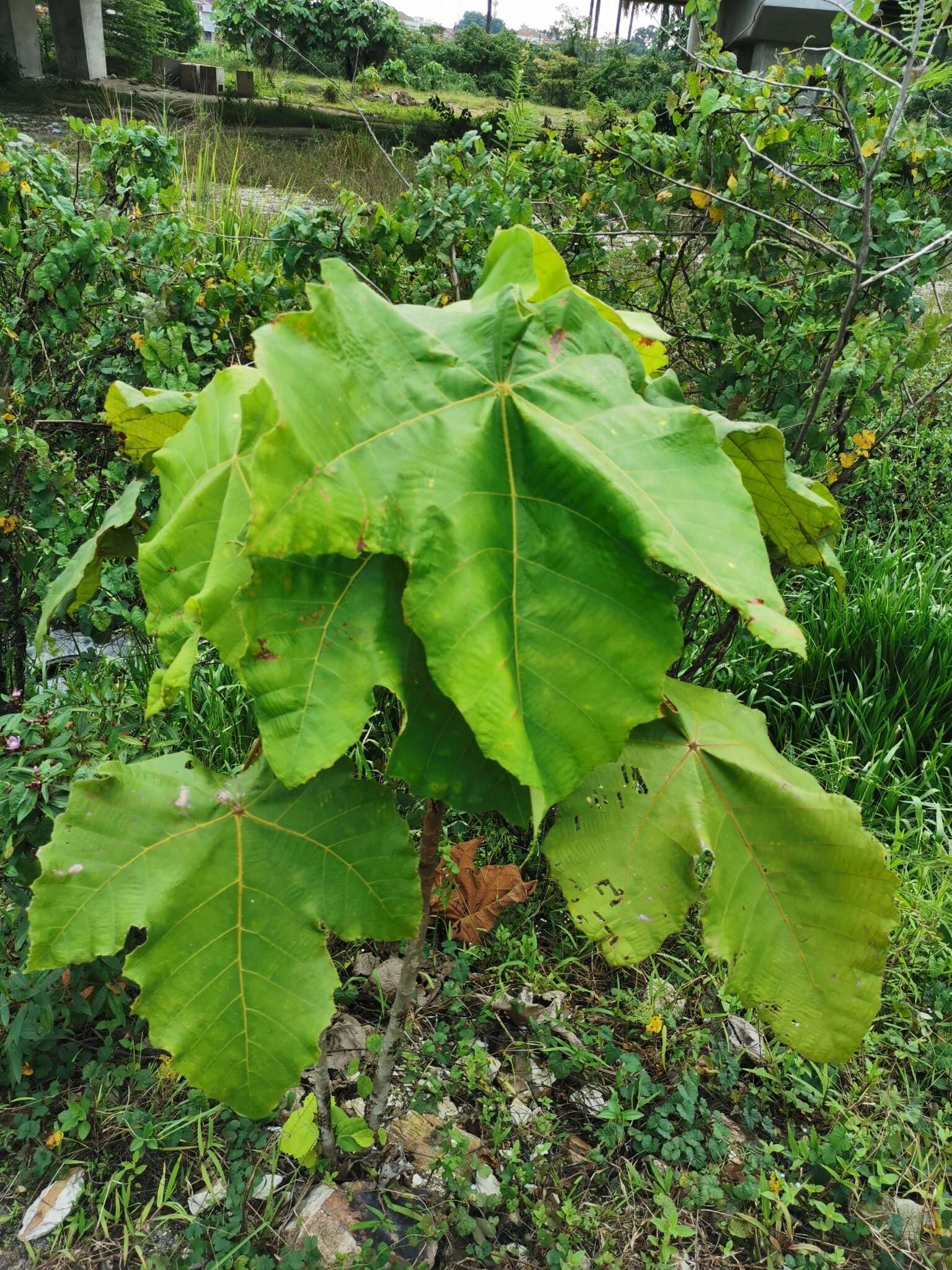 Image of Macaranga gigantea (Rchb. fil. & Zoll.) Müll. Arg.