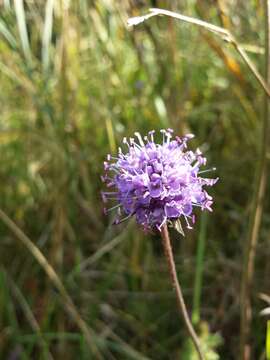 Image of Devil’s Bit Scabious