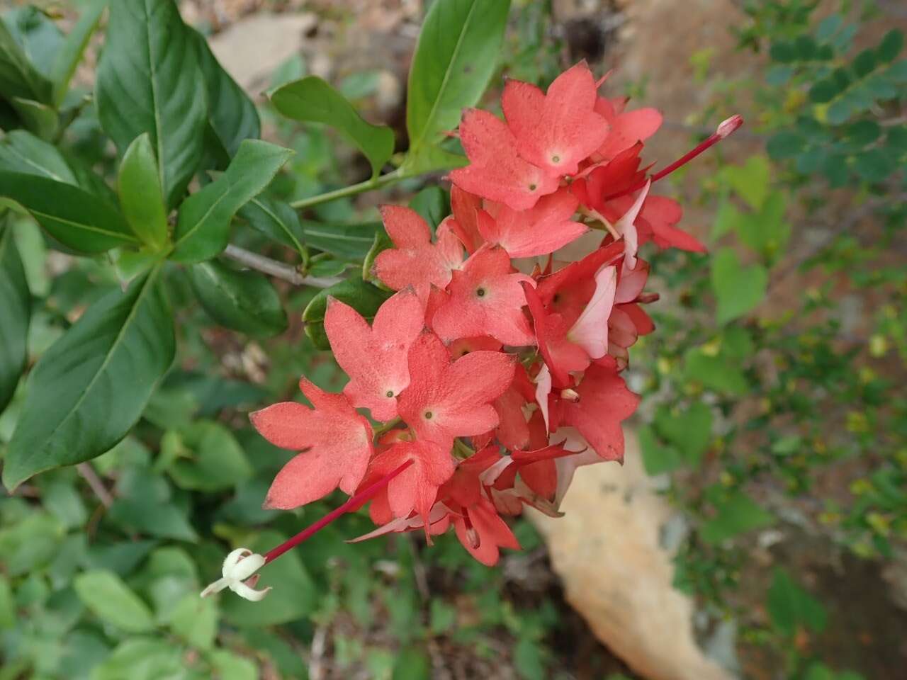 صورة Paracarphalea angulata (Baill.) Razafim., Ferm, B. Bremer & Kårehed